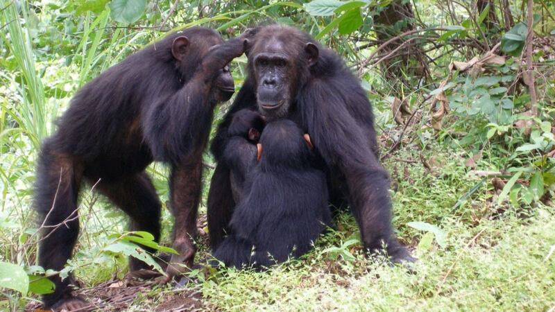In chimpanzee society, males spend their entire lives in the group they were born while the females tend to move away.