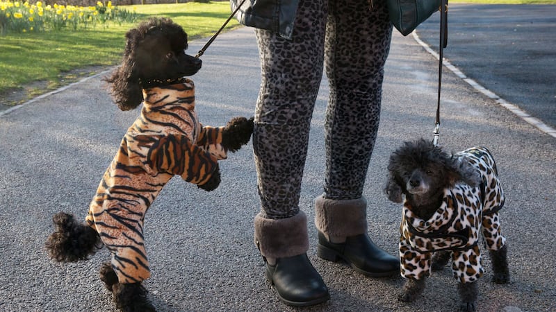 Competing dogs arrived in onesies, snoods and doggy booties on day one of the show.