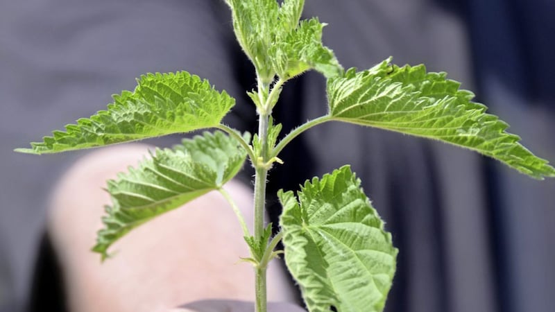 If we grasp a nettle firmly rather than brush against it, it doesn&rsquo;t sting so readily 