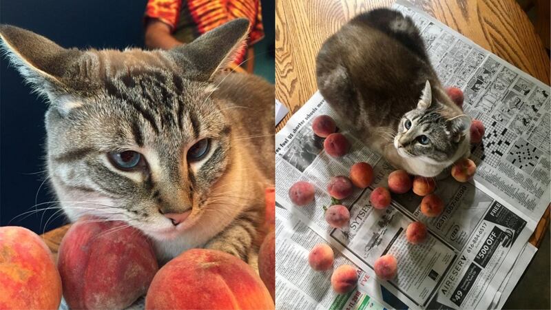 It’s peach season, and Ozzy the cat is loving cuddling up with his family’s fruit.