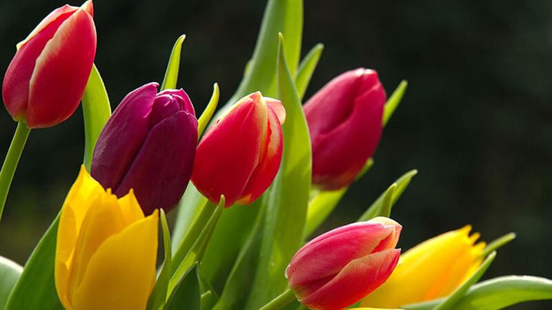 Summer tulips 