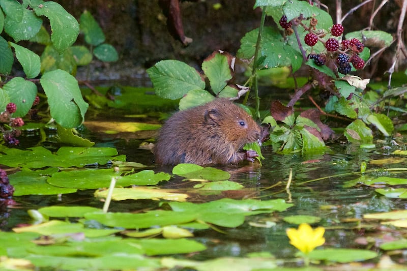 Water voles, Britain's fastest declining mammals, are set to benefit from the conservation project at the Upper Bure. (Richard Bradshaw/ National Trust/ PA)