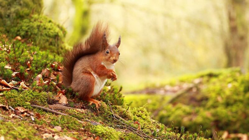 A red squirrel, one of the north's native mammals. Picture by Ronald Surgenor, Ulster Wildlife
