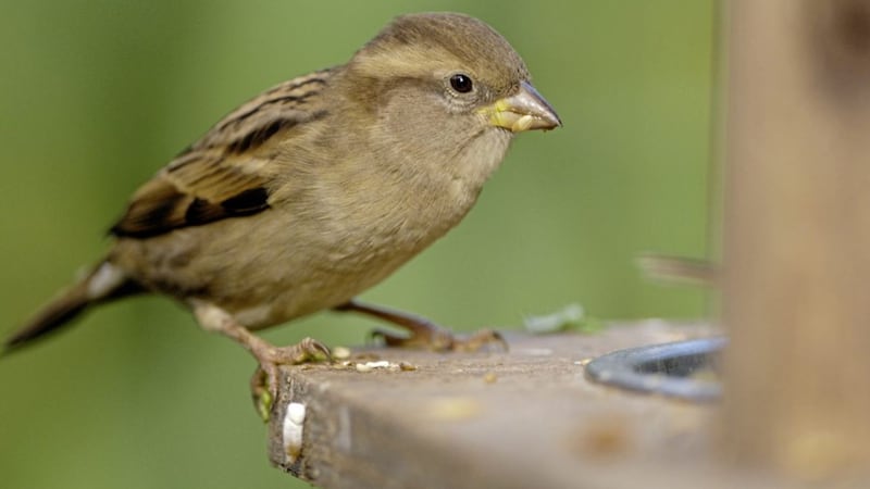 House sparrows remain the most spotted birds in gardens around Northern Ireland 