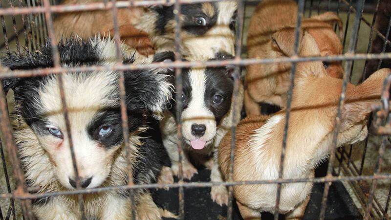 The puppies which were seized by animal inspectors at Cairnryan. Picture by Scottish SPCA/PA Wire