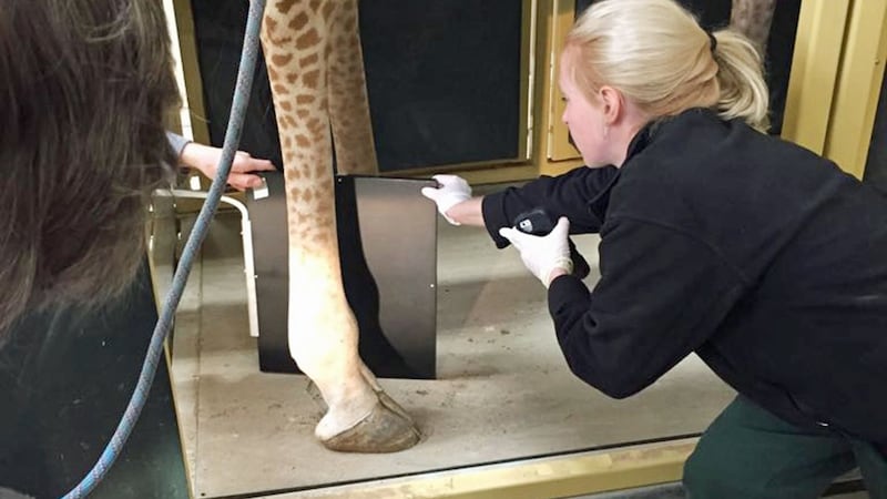 The Wild Place Project in Bristol acted after its biggest giraffe, Gerry, developed a swollen right hind fetlock.