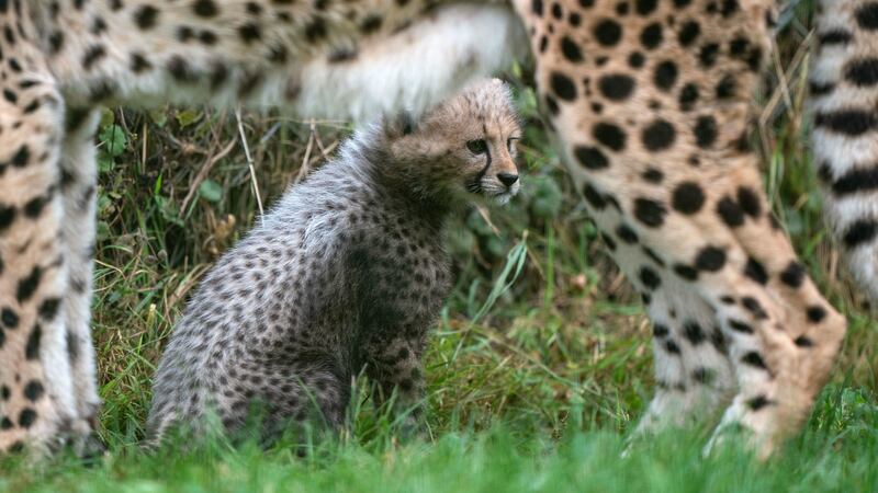 Africa Alive in Suffolk has celebrated the birth of a new female cub.