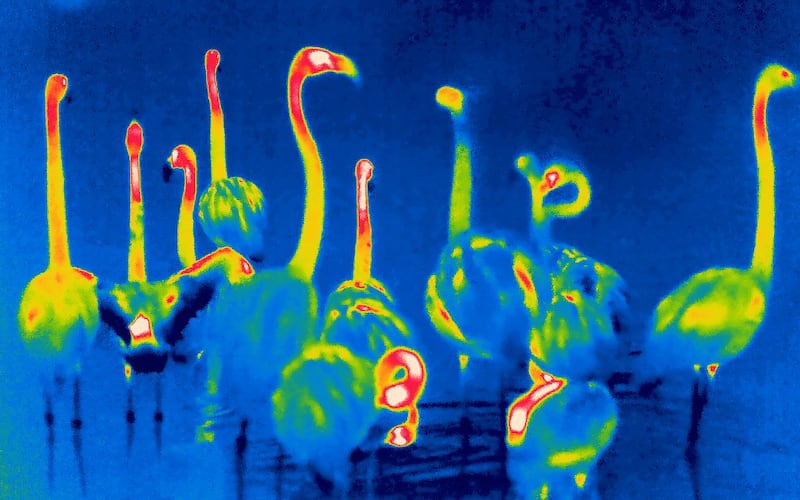 Flamingos at London Zoo shown via a thermal imaging camera