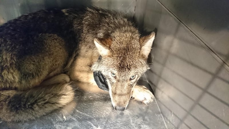 The wolf after being helped back to good health