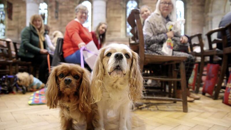 A service of thanksgiving and blessing for our pets, at St Anne&#39;s Cathedral, Belfast. Picture by Cliff Donaldson 