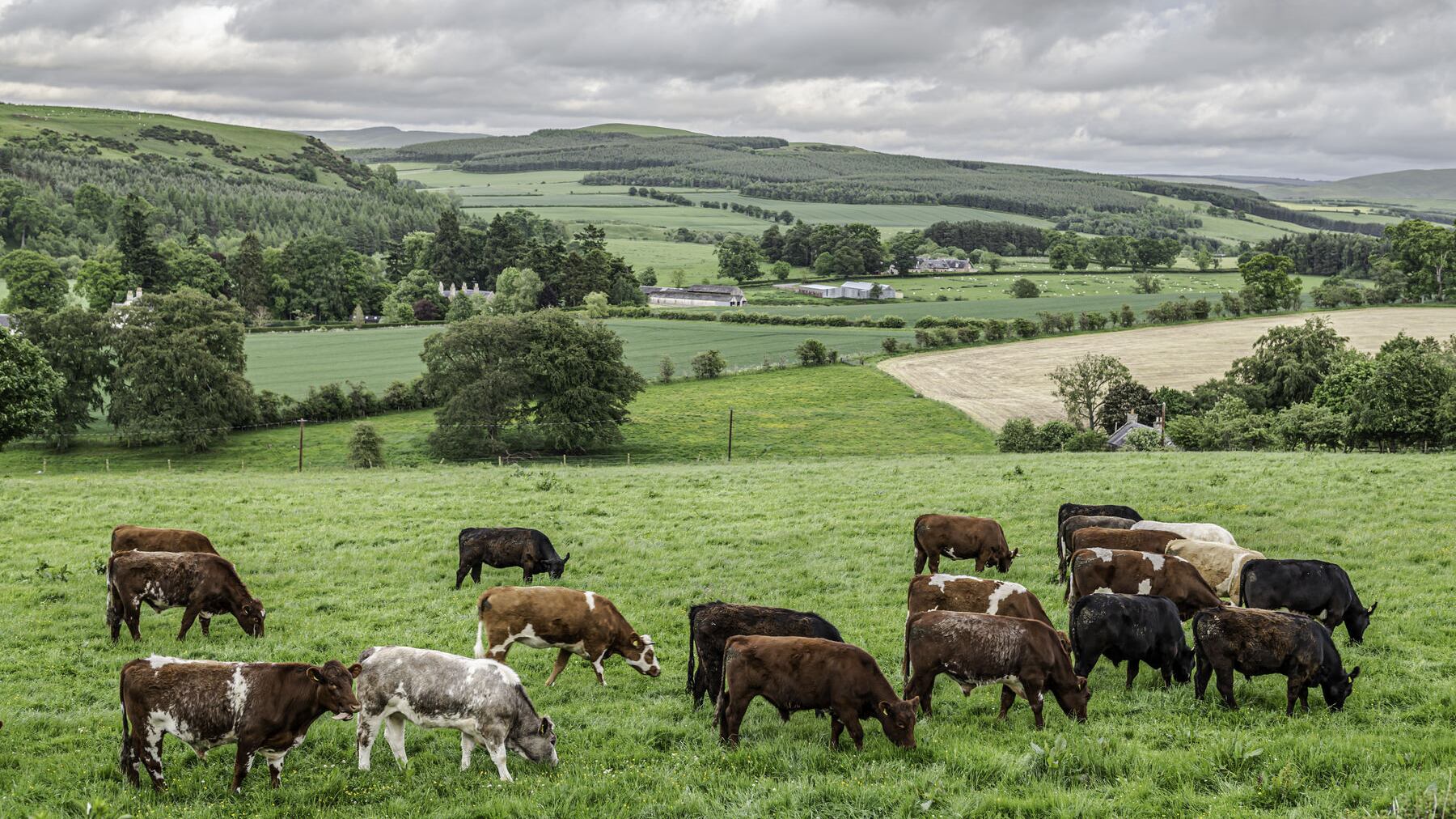 <strong>SUSTAINABLE: </strong>Developing higher welfare housing and bedding system for beef cattle