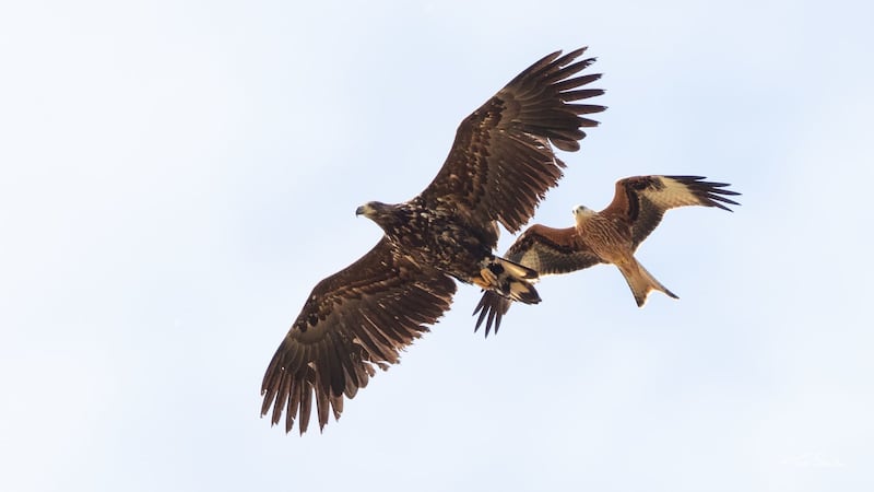 Natural England has given the go-ahead for up to 60 white-tailed eagles to be released into the wild in west Norfolk.