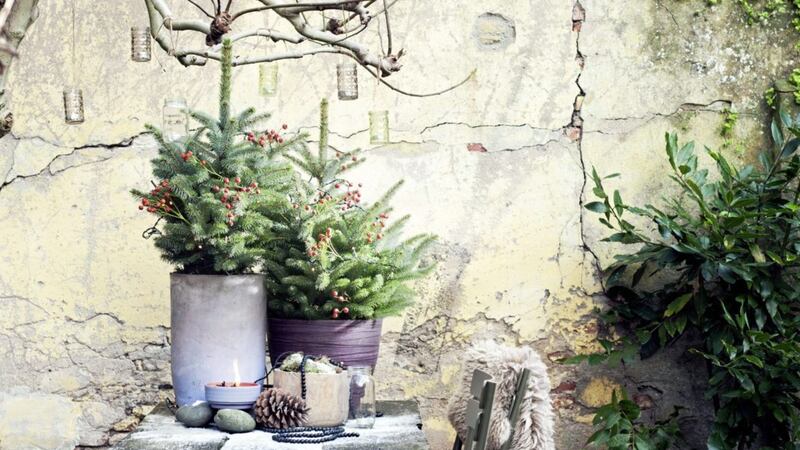 Decorated spruce in containers &ndash; spruce is prized for its pine aroma and thick broad needles 