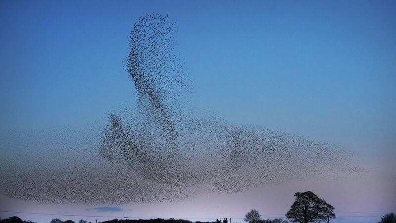 The birds’ aerobatics, called a murmuration, create a spectacular display near the Army base at Catterick.
