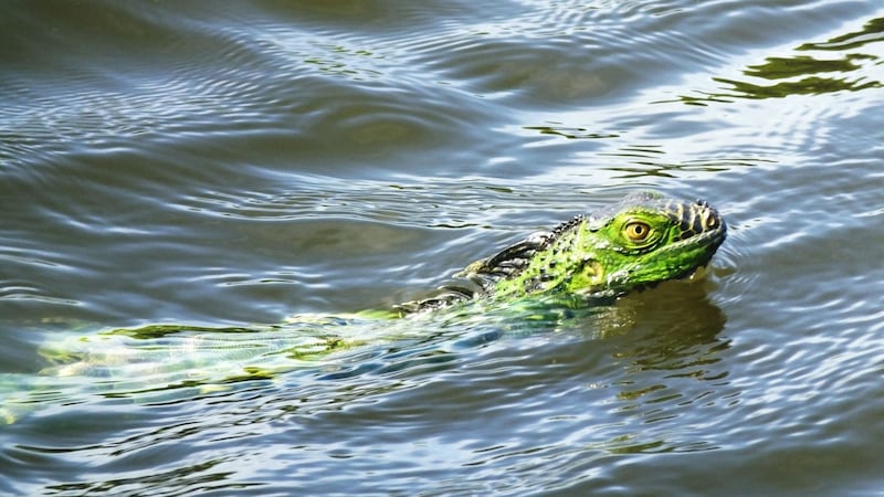 This iguana has some swimming skills.