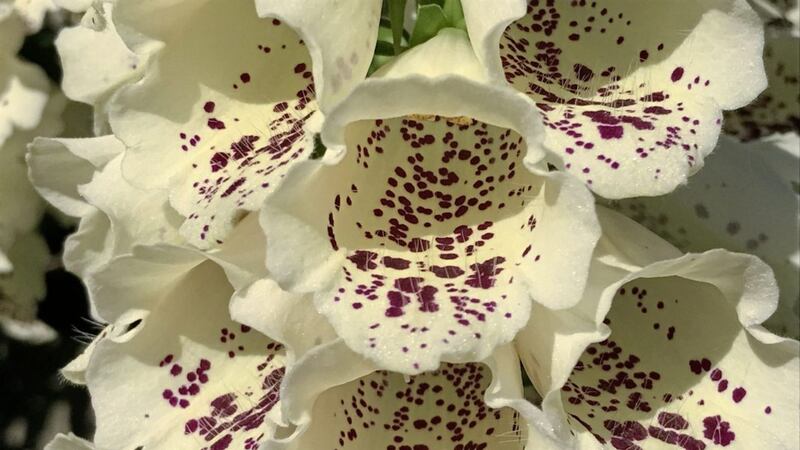 Opt for plants whose flowers enclose the pollen, including foxgloves, honeysuckle, penstemon and snapdragons 