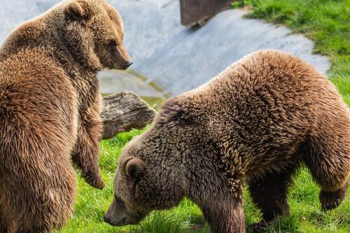 Bears named Cinderella and Sleeping Beauty wake in time for zoo’s reopening