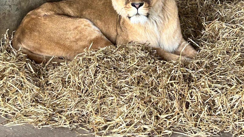 One of the lions at Yorkshire Wildlife Park, having been transferred from Ukraine