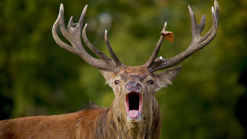 A stag has made its way into Newry