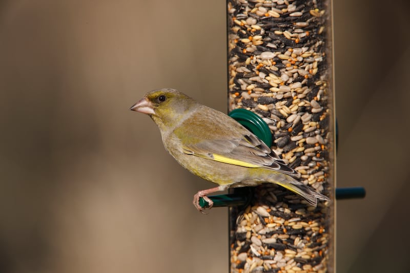 A bird feeder with a greenfinch on it (Nigel Blake/RSPB/PA)