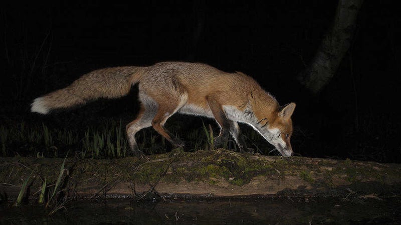 Worth waiting for &ndash; but waiting for sight of a fox can be a long and thankless task 