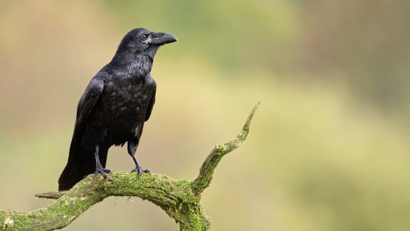 The raven has been feared and revered over the centuries 