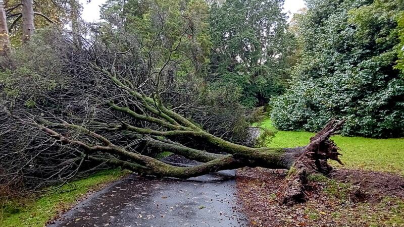 One of the oldest planted trees in Ireland, a victim of the recent storms and heavy rain. Courtesy of the Mourne Observer