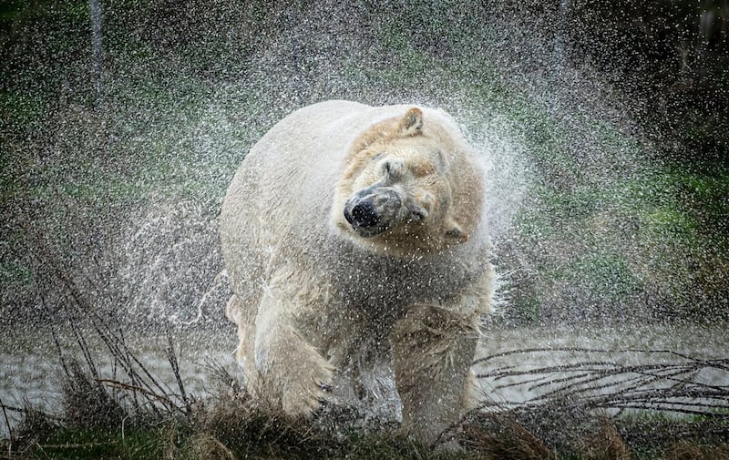New polar bear at the Yorkshire Wildlife Park