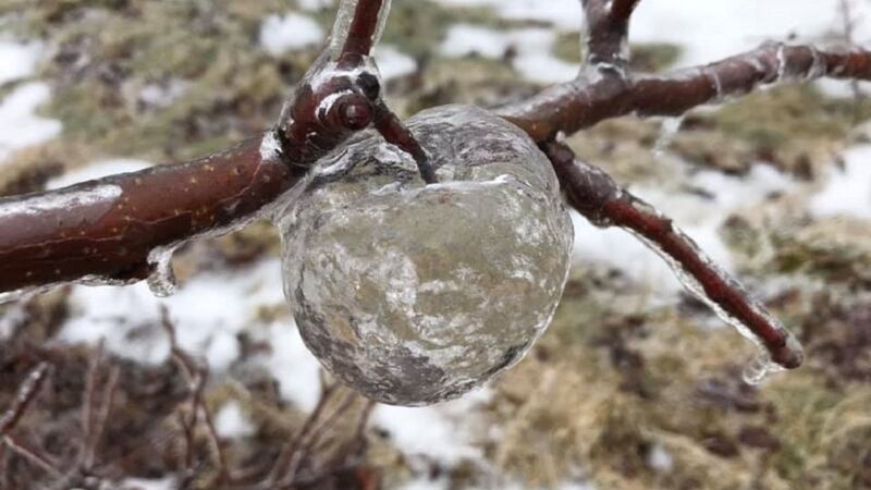 The extremely rare phenomenon appears to be a result of ice forming around rotting apples in freezing weather.
