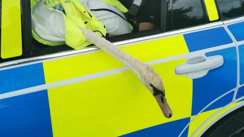 Police said the troublesome swan was ‘put in the back of a police car’ and taken to the nearest lake.