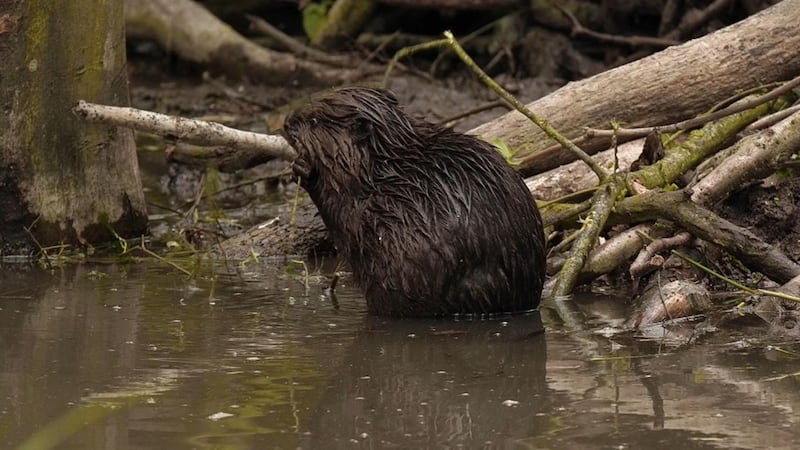 A pair of Eurasian beavers were brought to the Spains Hall Estate in Finchingfield last year as part of a project to help reduce flood risk.