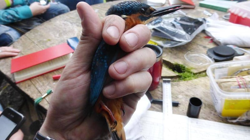 First recorded sighting in three decades of a baby kingfisher at Bog Meadows in west Belfast 