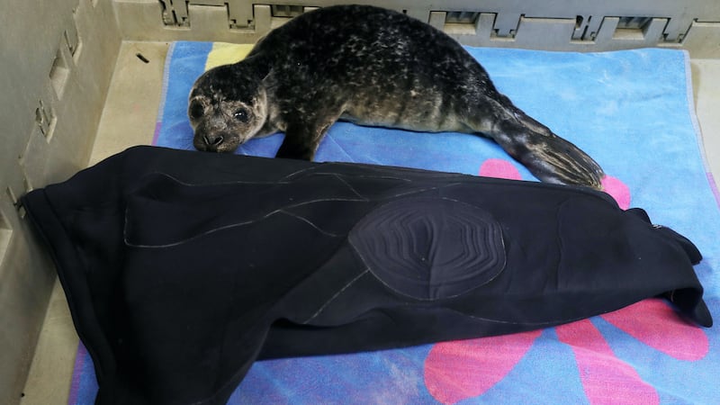 Seal Rescue Ireland volunteer Lynn Haughton designed the ‘wetsuit mums’.