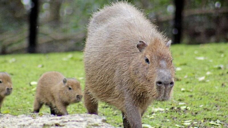 Belfast Zoo is celebrating the arrival of two of the world&#39;s largest rodents - twin capybara babies 
