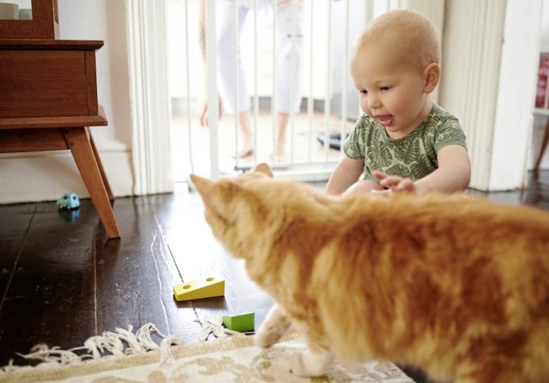 Your toddler may love to stroke the cat, but a common allergic reaction is red, itchy eyes. 