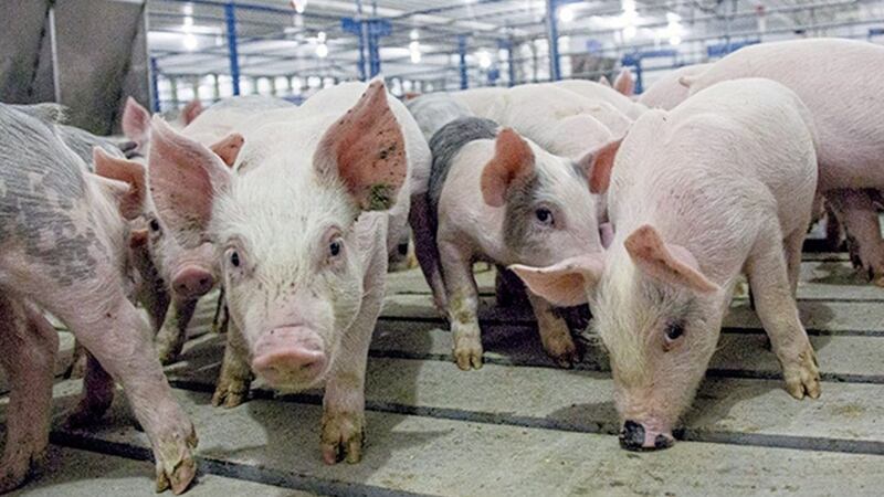 Northern Ireland pork is to be exported to China in a new deal expected to generate in excess of &pound;10 million a year 