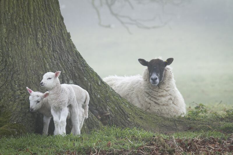 Sheep and lambs at Ickworth, Suffolk
