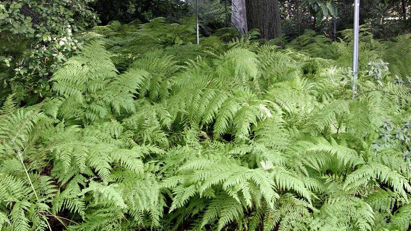 Fern is common in gardens at this time of the year 