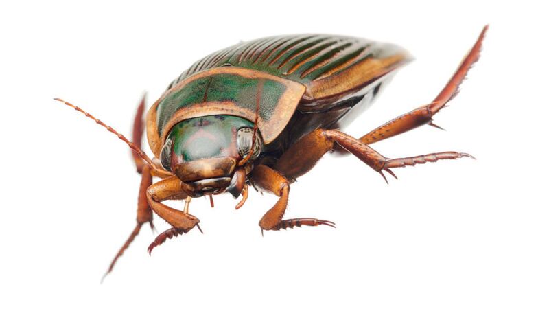 The great diving beetle (Dytiscus marginalis) &ndash; because they use the reflection of the moon to navigate the night skies in search of new water sources, they are often found on wet roads 