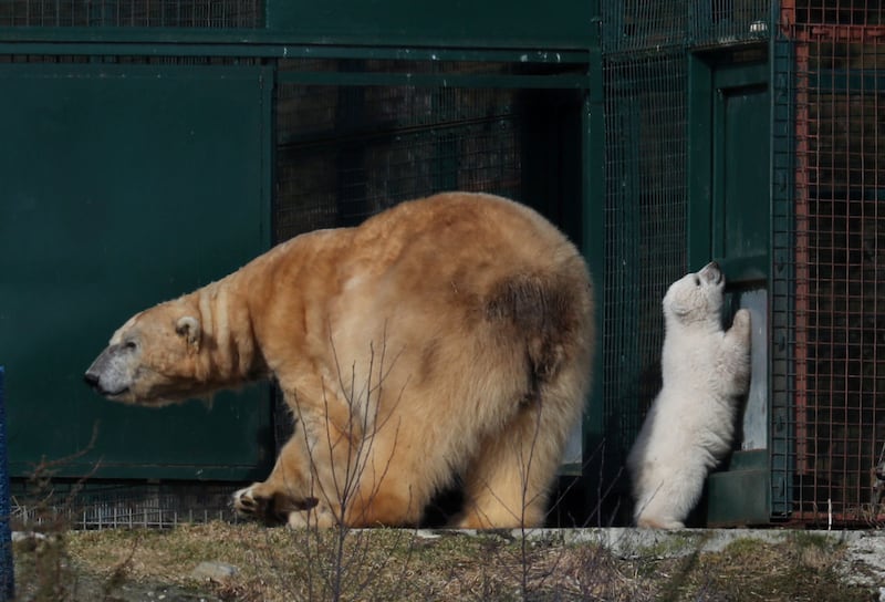 Polar bear Victoria and her unnamed and unsexed cub (Andrew Milligan/PA)