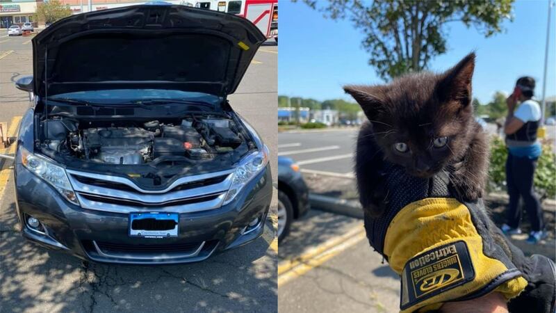 The cat even found a new home after being rescued by firefighters.