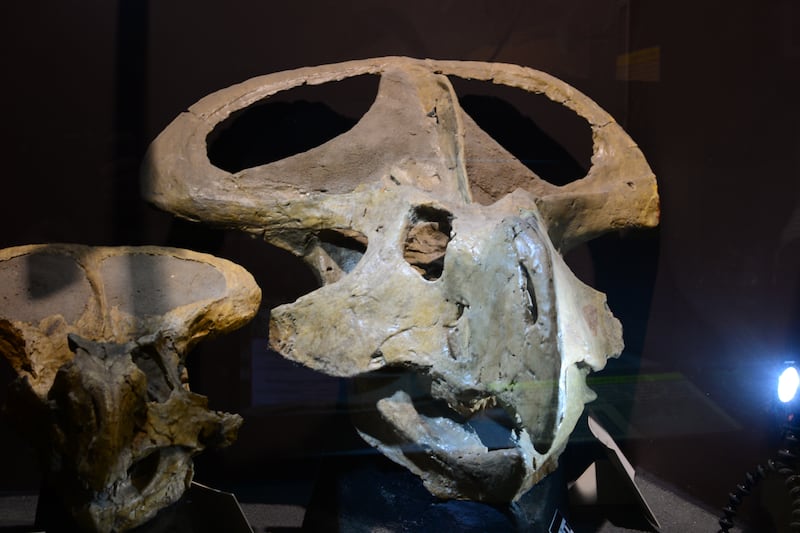 Protoceratops skull