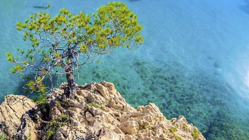 A pine tree on rock overlooking the sea, Mallorca 