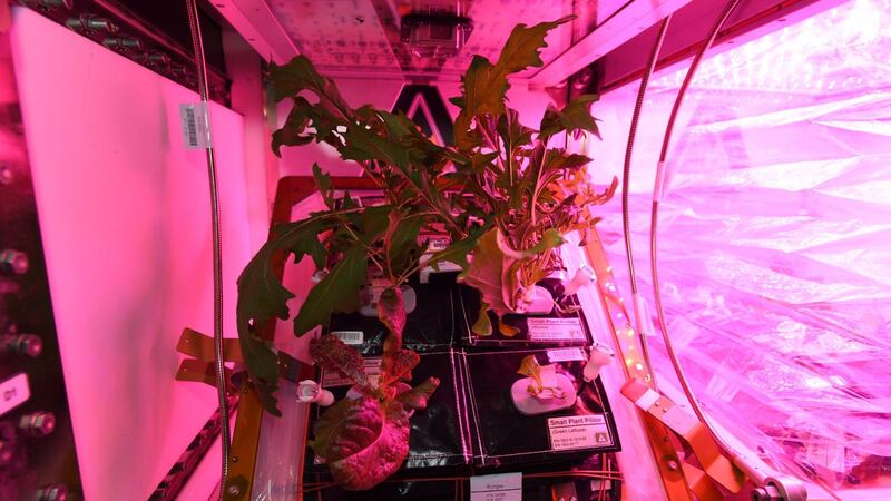 Nasa wants to learn how to grow food in space to support longer missions in the future.