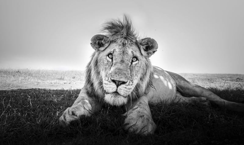 The King Rests from Eight Feet by Graeme Purdy 