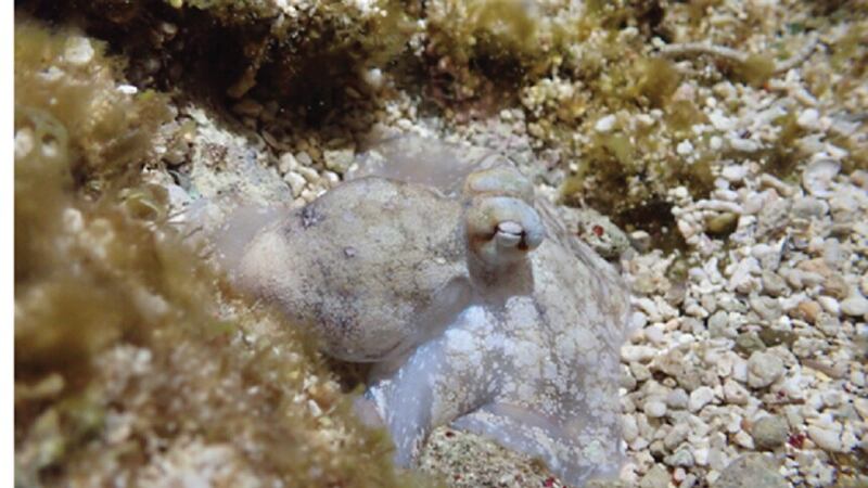 Octopus sleep contains a wake-like stage, study suggests (Keishu Asada/OIST)