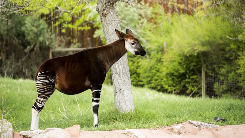 An okapi is an animal closely related to the giraffe, with zebra-like markings, and they’re about to become your favourite creature.