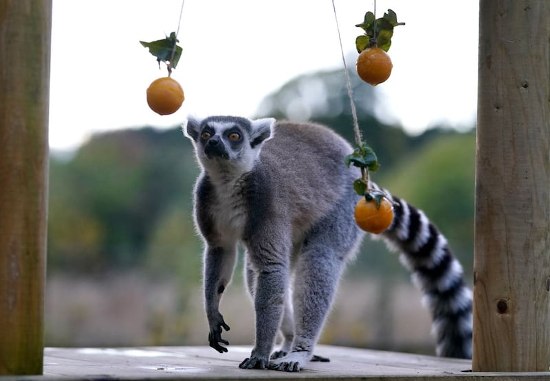 A ring tailed lemur with pumpkin puree balls in their enclosure at Blair Drummond Safari Park near Stirling