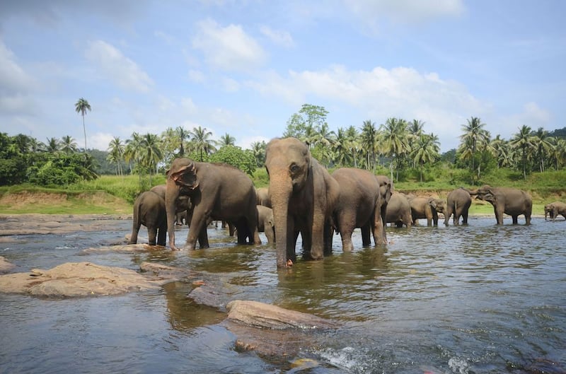 &nbsp;An elephant park in Sri Lanka<br />&nbsp;