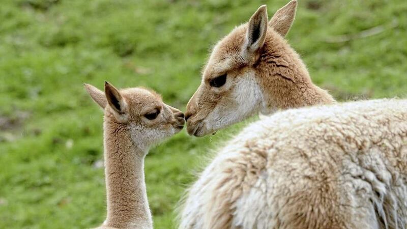 The zoo welcomed an adorable baby vicu&ntilde;a on March 27, born to mother, Gretchen, and new male, Ozzy 